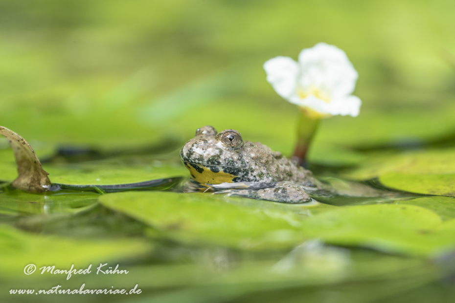 Gelbbauchunke ()_0093