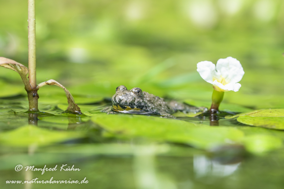 Gelbbauchunke ()_0096