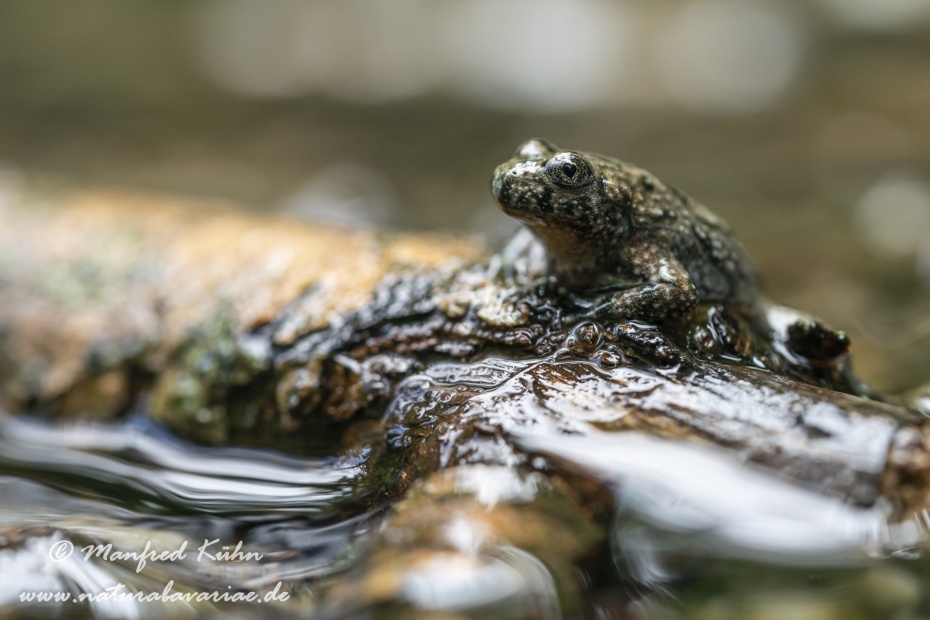 Gelbbauchunke ()_0106