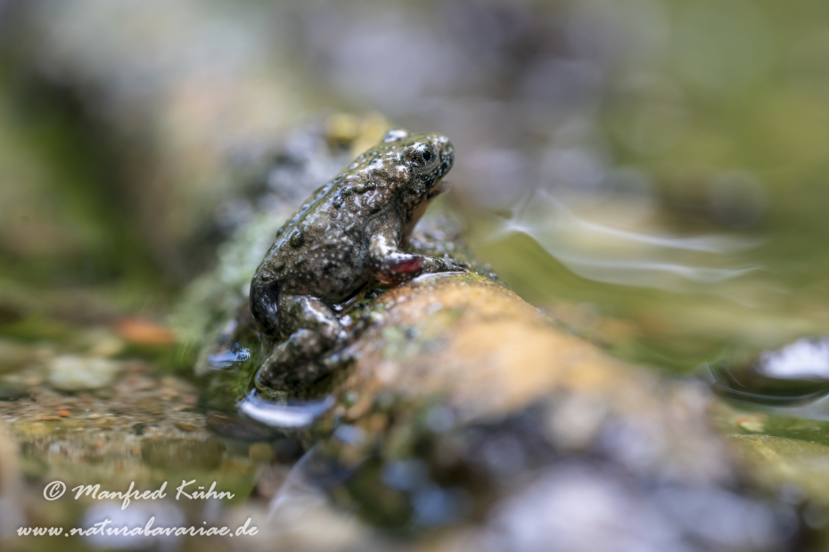 Gelbbauchunke ()_0109