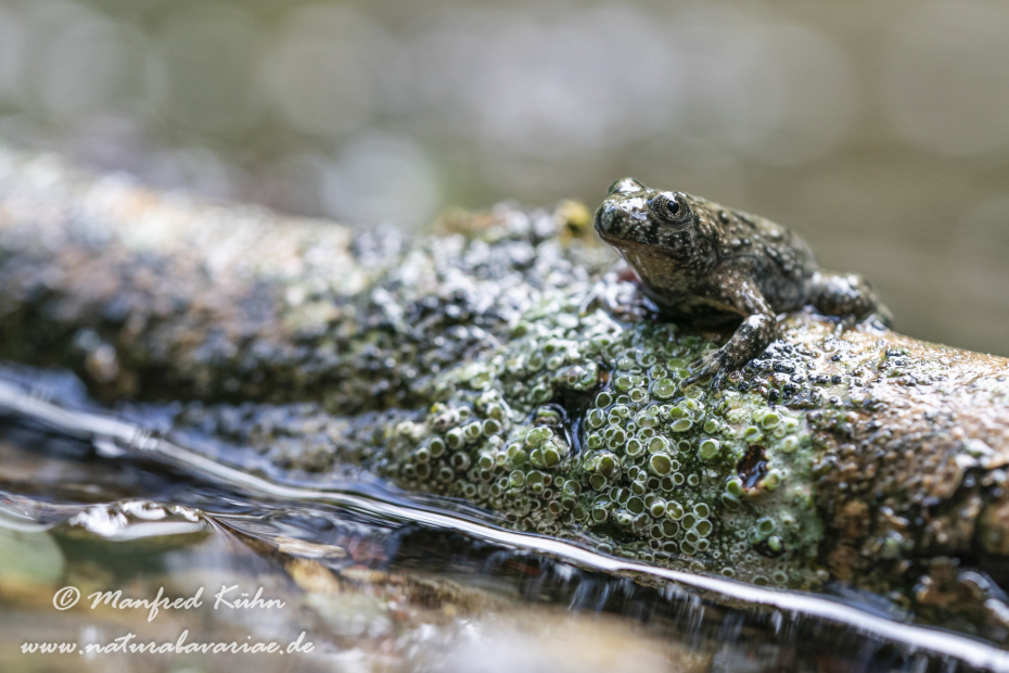 Gelbbauchunke ()_0112