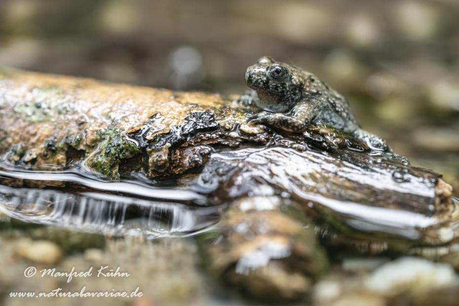 Gelbbauchunke ()_0120