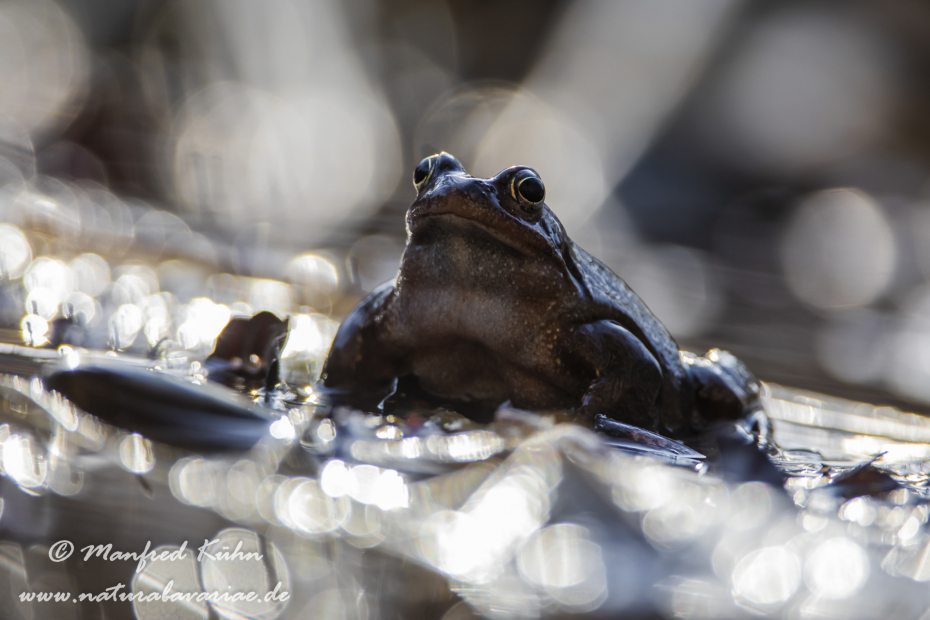 Grasfrosch ()_0125