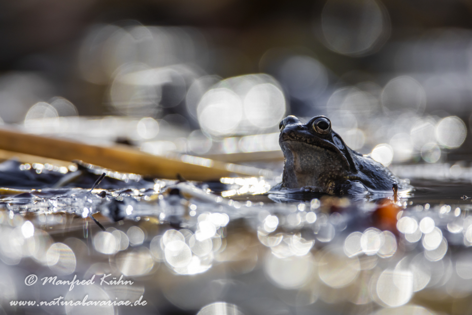 Grasfrosch ()_0142