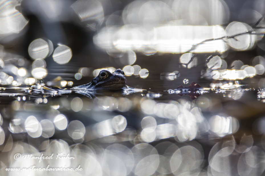 Grasfrosch ()_0144