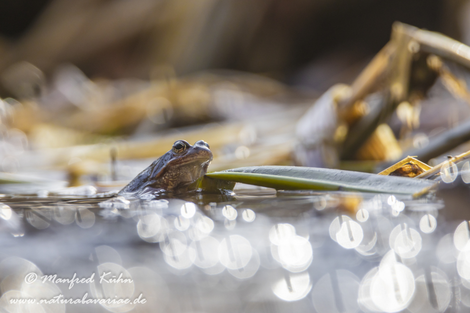Grasfrosch ()_0148