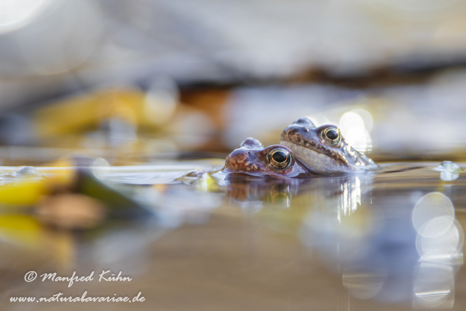 Grasfrosch ()_0150