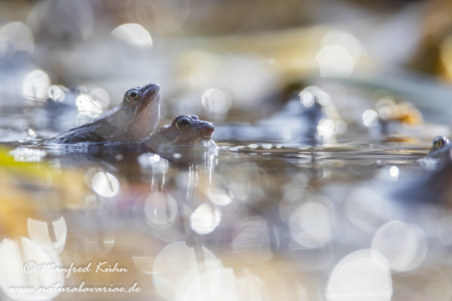 Grasfrosch ()_0151