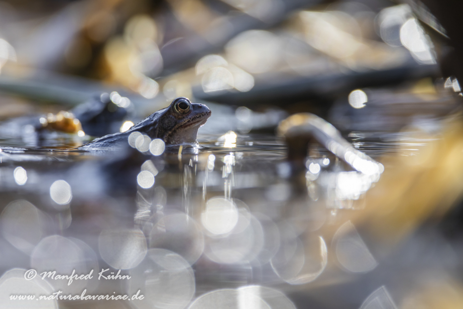Grasfrosch ()_0152