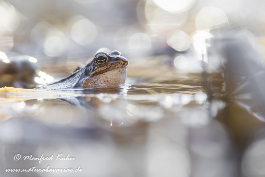 Grasfrosch ()_0153