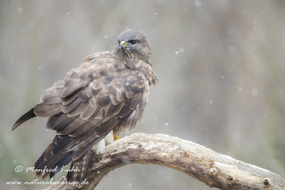 Mäusebussard ()_0226