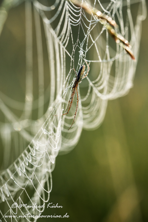 Streckerspinne (Gemeine)_0049