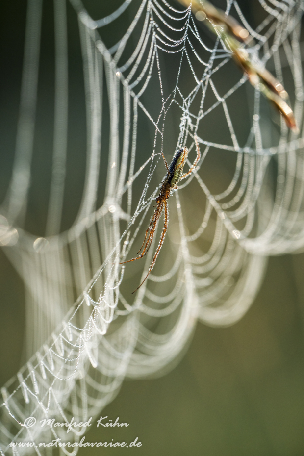 Streckerspinne (Gemeine)_0050