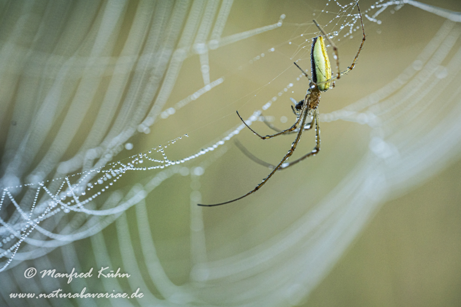 Streckerspinne (Gemeine)_0053