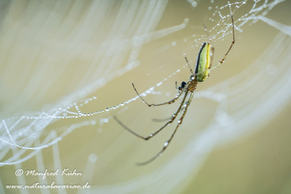 Streckerspinne (Gemeine)_0055