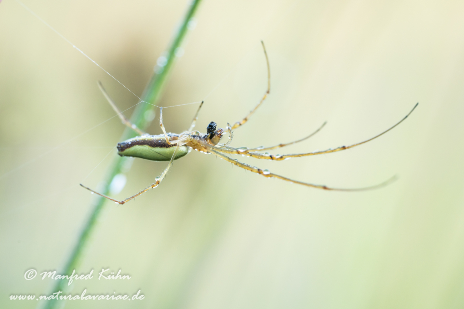 Streckerspinne (Gemeine)_0058