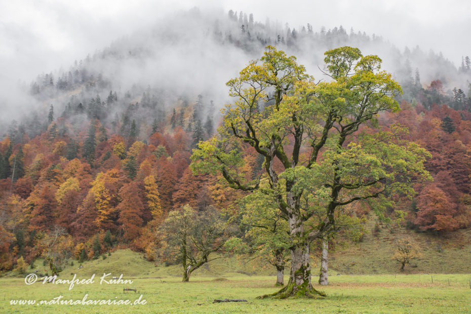 Großer Ahornboden (Österreich)_0035