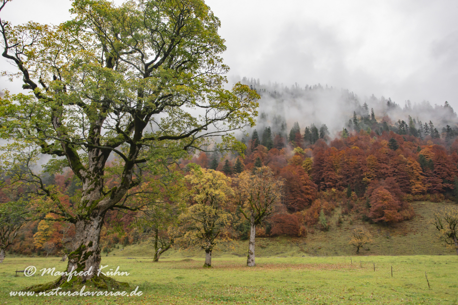 Großer Ahornboden (Österreich)_0036