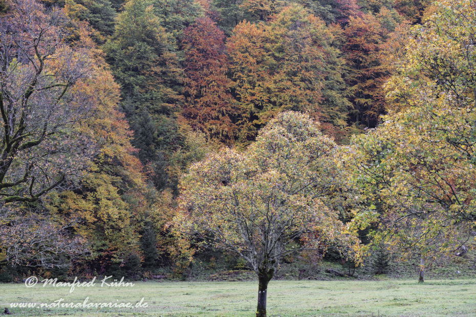 Großer Ahornboden (Österreich)_0125