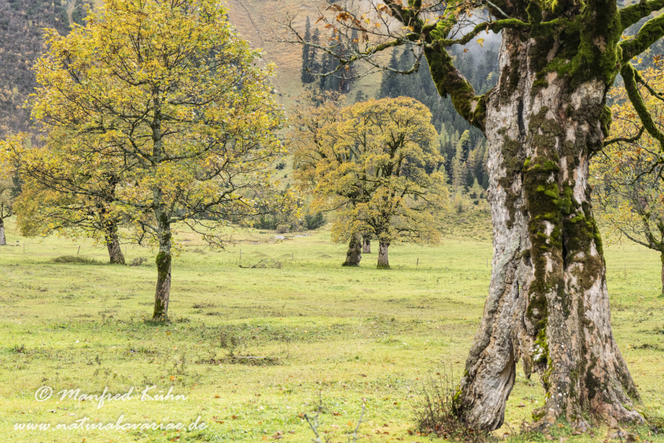 Großer Ahornboden (Österreich)_0138