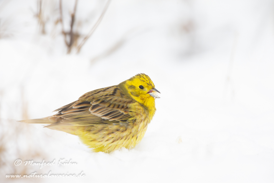 Goldammer ()_0028