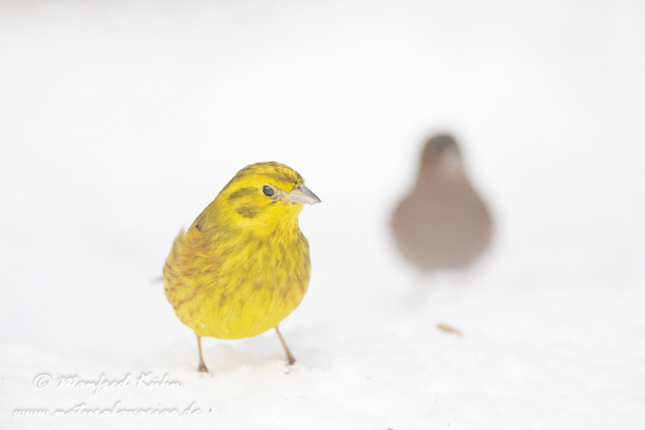 Goldammer ()_0057