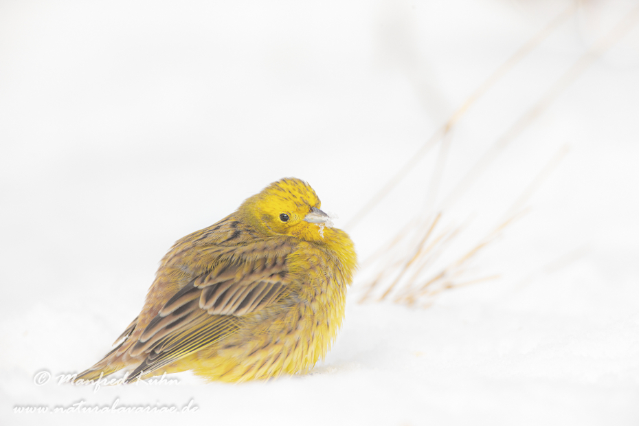 Goldammer ()_0061
