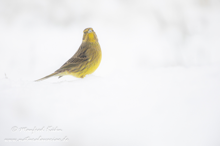 Goldammer ()_0072
