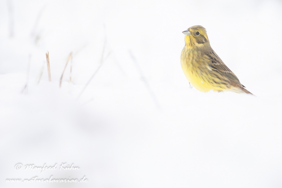 Goldammer ()_0090