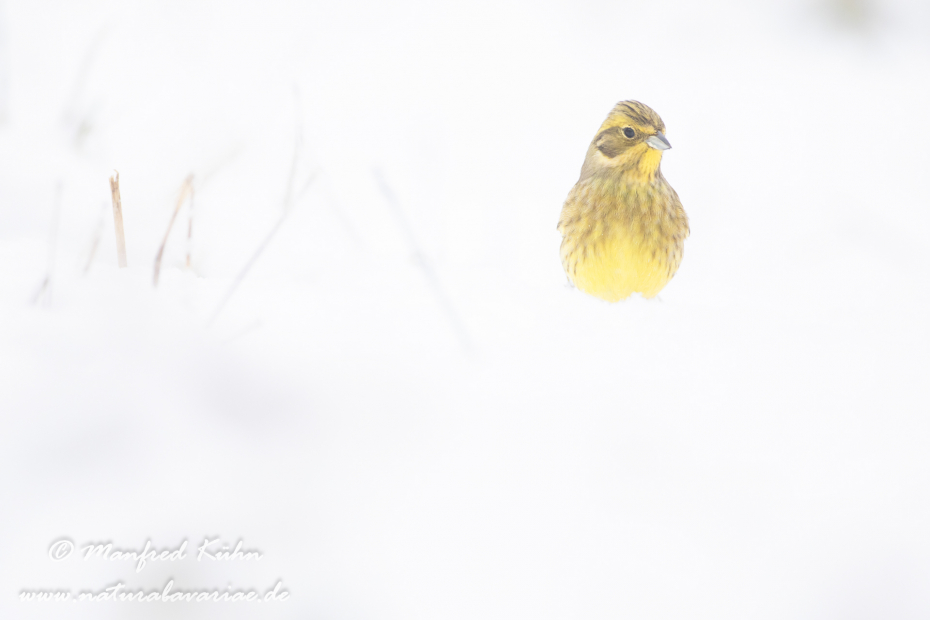 Goldammer ()_0093
