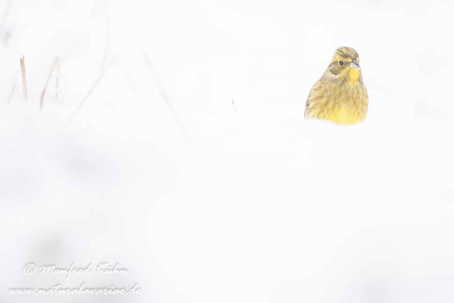 Goldammer ()_0100