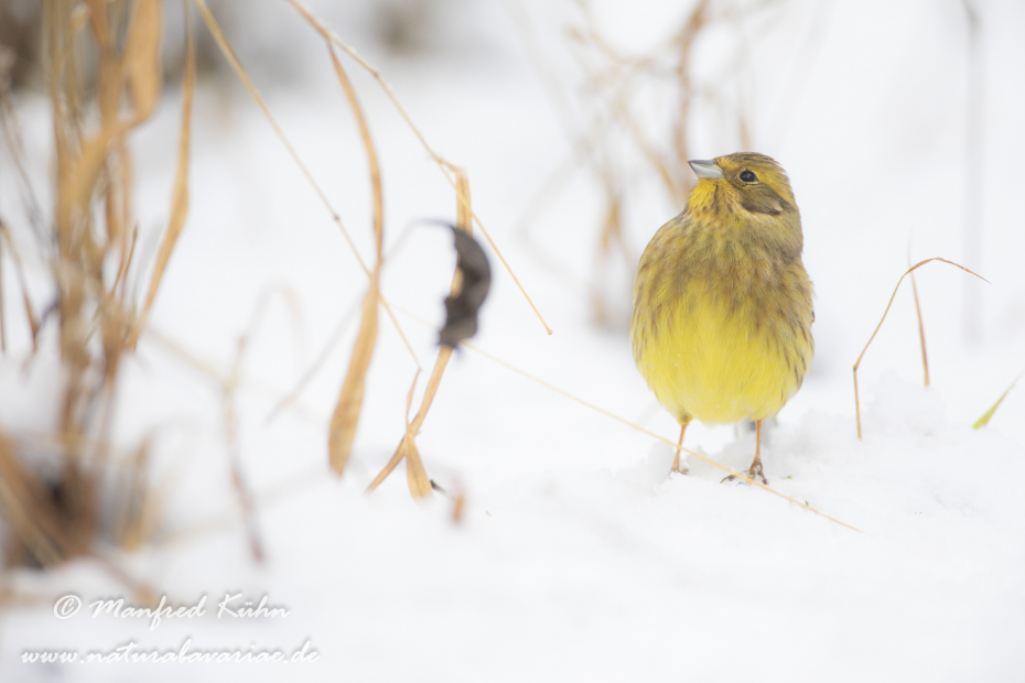Goldammer ()_0108