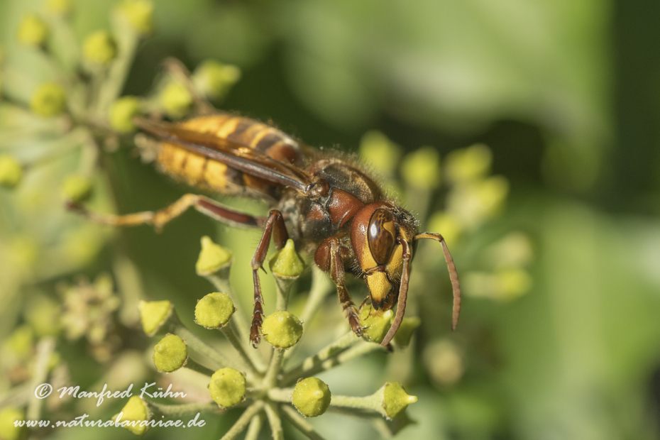 Hornisse ()_0026