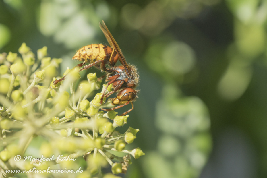 Hornisse ()_0035