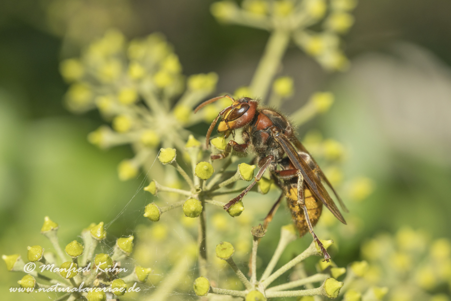 Hornisse ()_0037