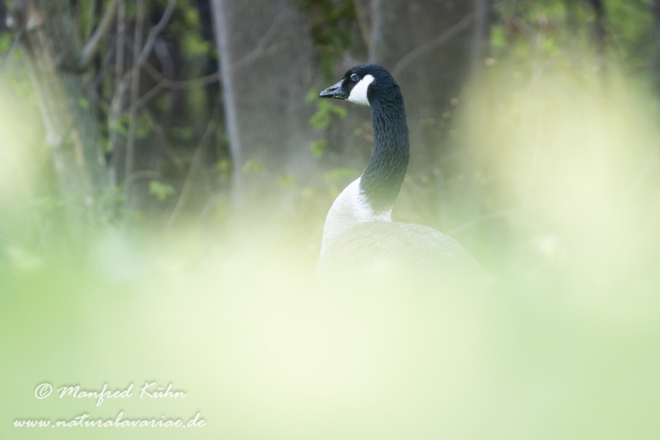 Kanadagans ()_0101