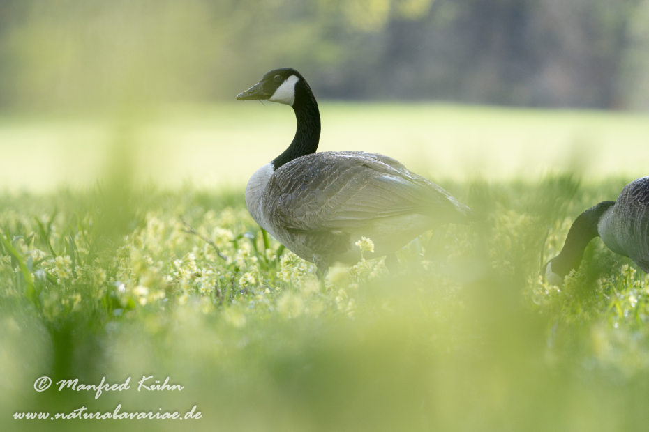 Kanadagans ()_0110