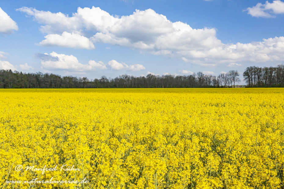 Raps ()_0034