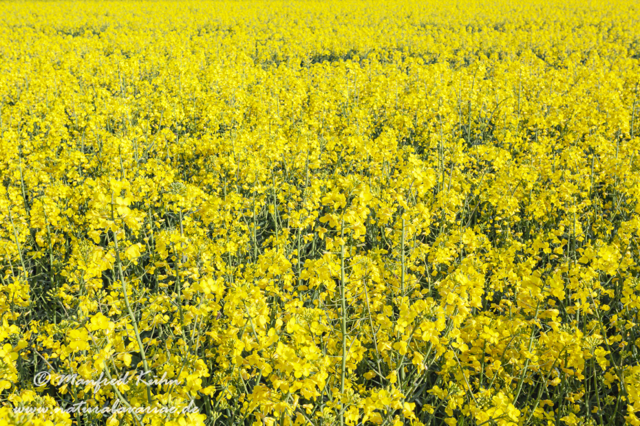 Raps ()_0036