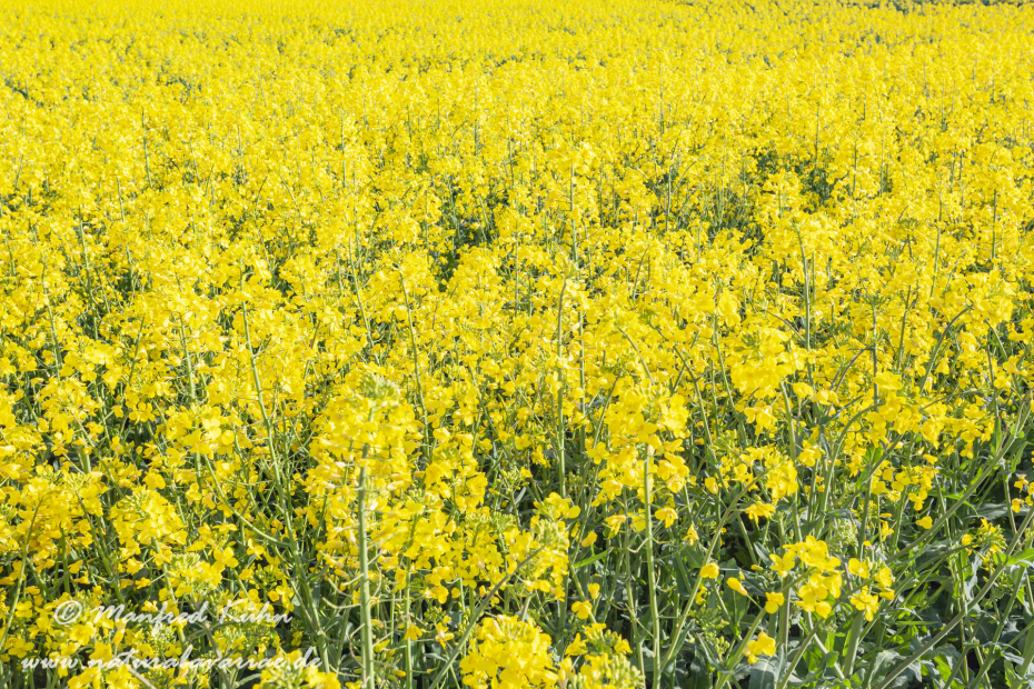 Raps ()_0044