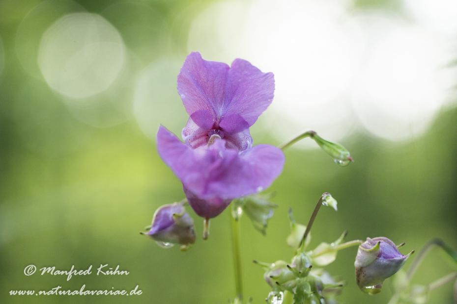 Springkraut (Drüsiges)_0014