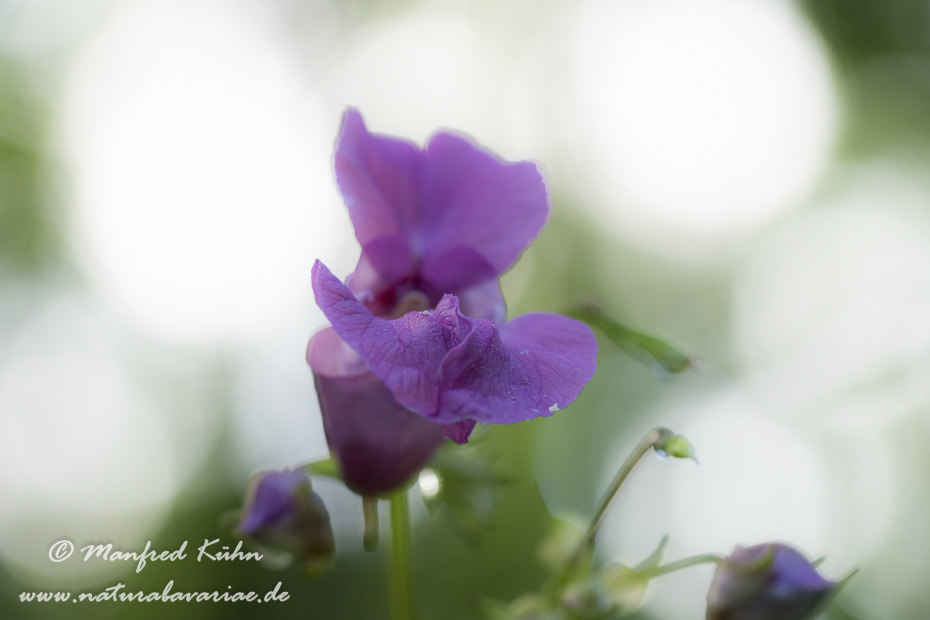 Springkraut (Drüsiges)_0015