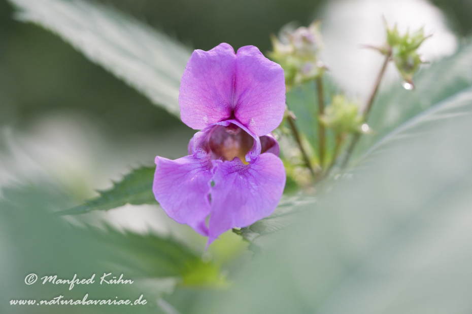 Springkraut (Drüsiges)_0017