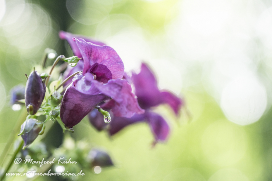 Springkraut (Drüsiges)_0018
