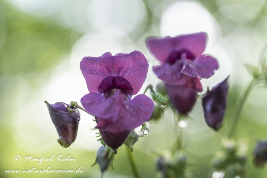 Springkraut (Drüsiges)_0019