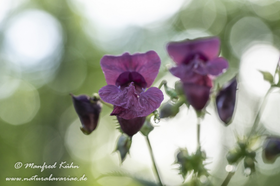 Springkraut (Drüsiges)_0021