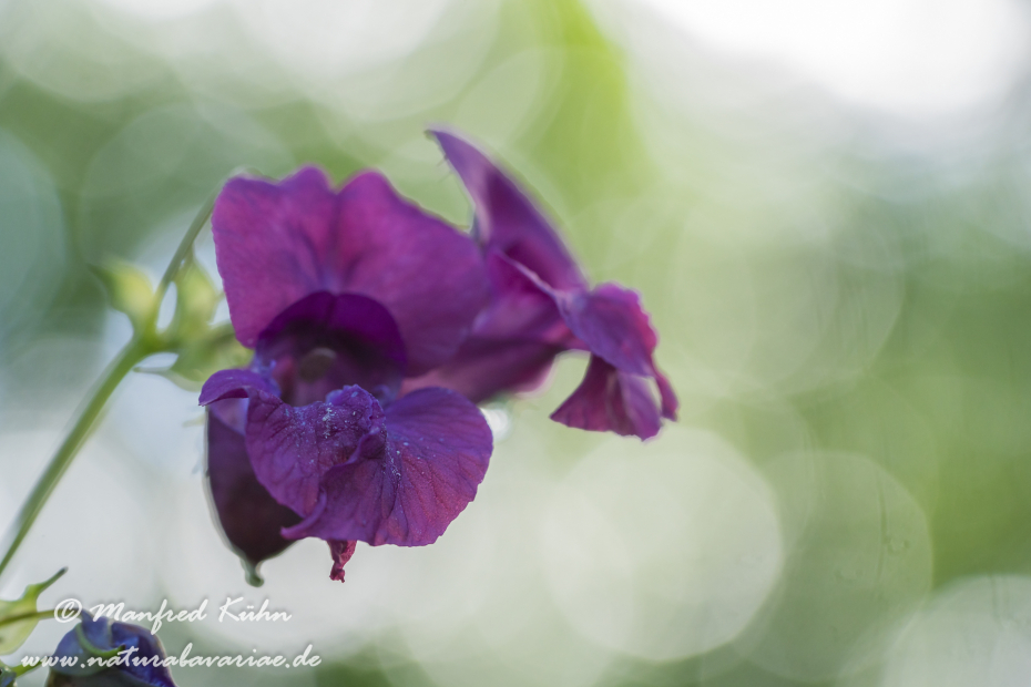 Springkraut (Drüsiges)_0025