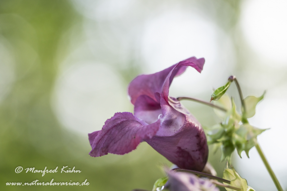 Springkraut (Drüsiges)_0031