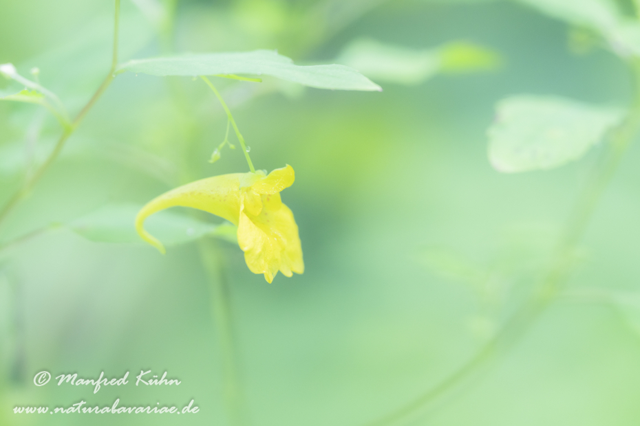 Springkraut (Großes)_0007