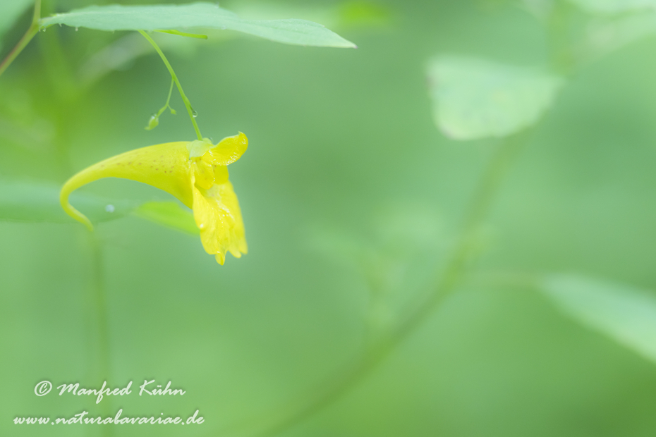 Springkraut (Großes)_0011